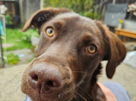 Millie - Chocolate Lab cross