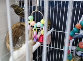 Siskins boy and girl