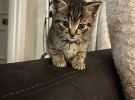 3 kittens for sale