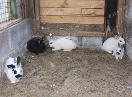 various rabbits for sale