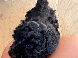 Toy poodle puppies (afterglow)