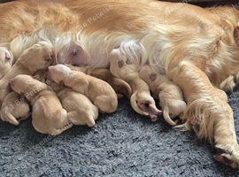 Golden retriever puppies