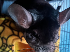 Male chinchilla with everything needed and extra