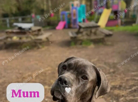 Cane  Corso Cross