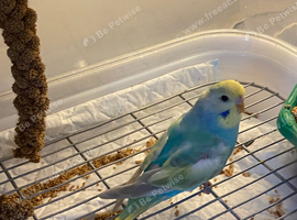 Rainbow budgies