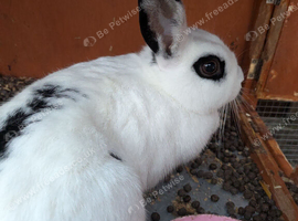 Female rabbits