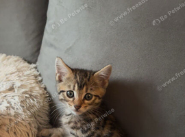 BENGAL CAT AND BENGAL CROSS MAINE COON