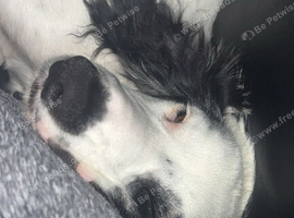 6Month old Cocker Spaniel