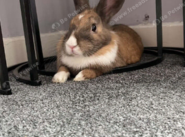 Female rabbit