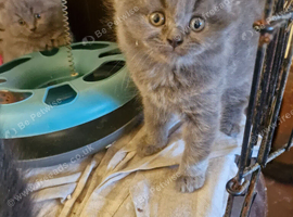 British short haired cross kittens for sale