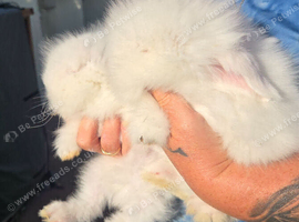 Teddywidder bunnies ready to go now