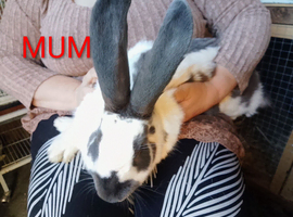 Papillon giant rabbits