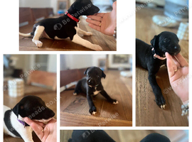 KC registered whippet puppies