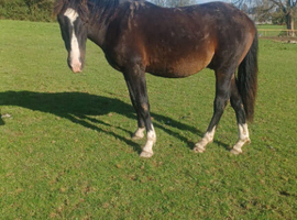 Irish sports horse yearling