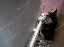 Three beautiful kittens