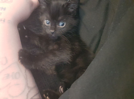 4 gorgeous bombay kittens