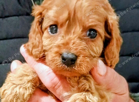 Cavapoo Puppies Red ️!!!.