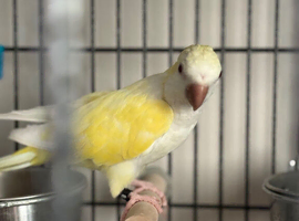 Quaker parrot and cage for sale