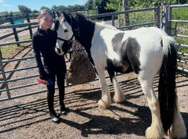 Gypsy cob
