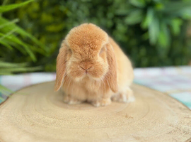 Baby Mini Lops