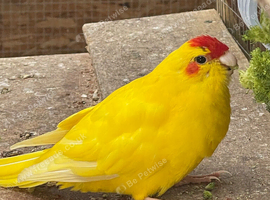 Kakarikies for sale
