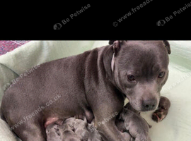 Gorgeous puppies