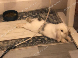 NOT NEUTERED male mini lop