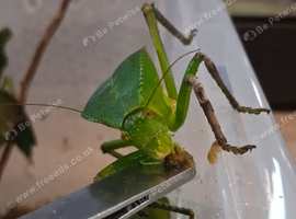 Giant Hooded Katydid with tub setup