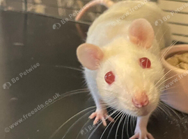White female fancy rats