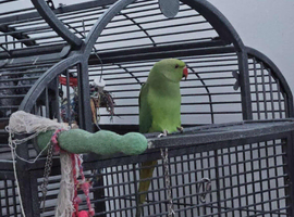 Indian Ringneck Male