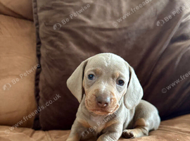 Amazing Pure Miniature Dachunds