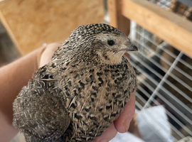 2 Coturnix Roos