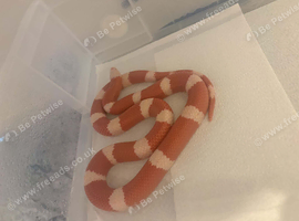 Albino Nelson's milk snakes
