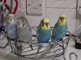 Budgies For Sale