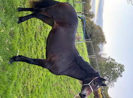 Pretty yearling filly