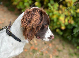 Springer spaniel