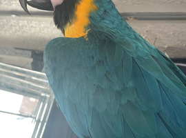 Very Tame Blue and Gold Macaw &ndash; &pound;1,700