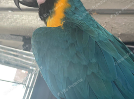 Stunning Blue & Gold Macaw &ndash; Super Tame