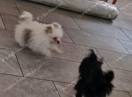 Pomeranian x shitzu. Boy. Fully vaccinated. Ready to go