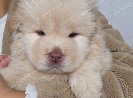Chow chow puppies