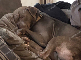 4 year old female staffy