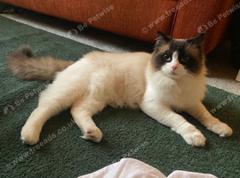 Beautiful Seal Bicolour Ragdoll Cat 18 Months Male