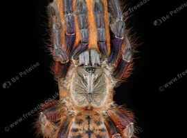 Sarawak earth tiger tarantula