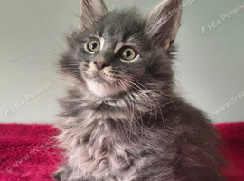 Tica Registered Maine coon kittens