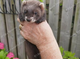 Gorgeous  8 week old hob EU hob (ferret)