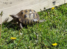 Tina the tortoise