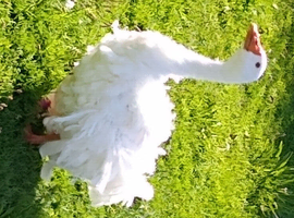 Sebastopol hatching goose eggs