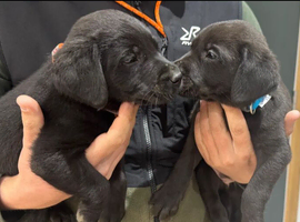 Labrador Retriever Puppies &ndash; 5 Boys & 4 Girls Available