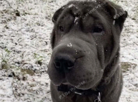 Nala 5 year old Shar Pei