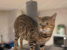 Beautiful Retired Male Bengal Seeking Forever Home